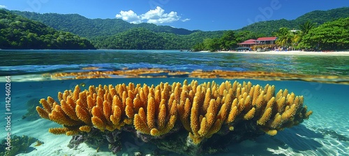 Beautifiul underwater colorful coral reef at Caribbean Sea at Honeymoon Beach on St. Thomas,Roatan in Honduras , isolated on white background,  , copy space, copy space for text, photo