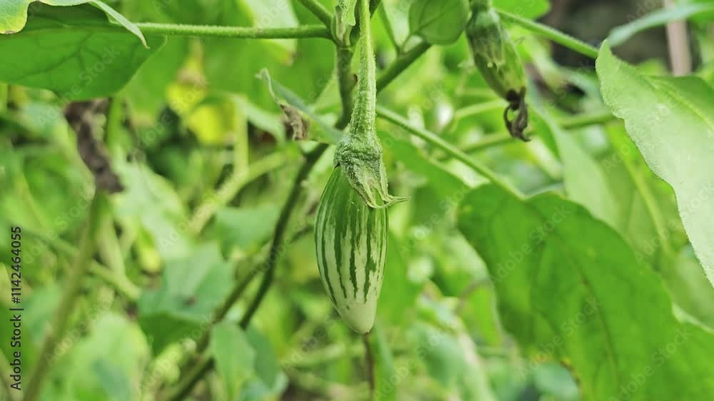 Fresh eggplant in the garden