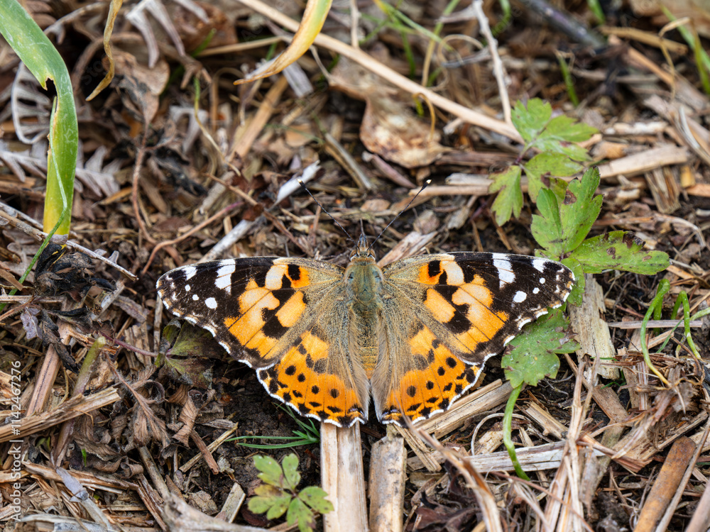 Painted Lady Butterfly Resting Wings Open Painted Lady Butterfly Resting Wings Open