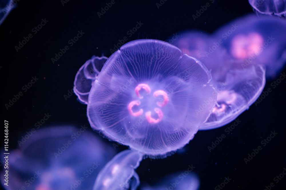 Close-Up Of Glowing Jellyfish with Purple and Pink Highlights in Ocean Waters Close-Up Of Glowing Jellyfish with Purple and Pink Highlights in Ocean Waters