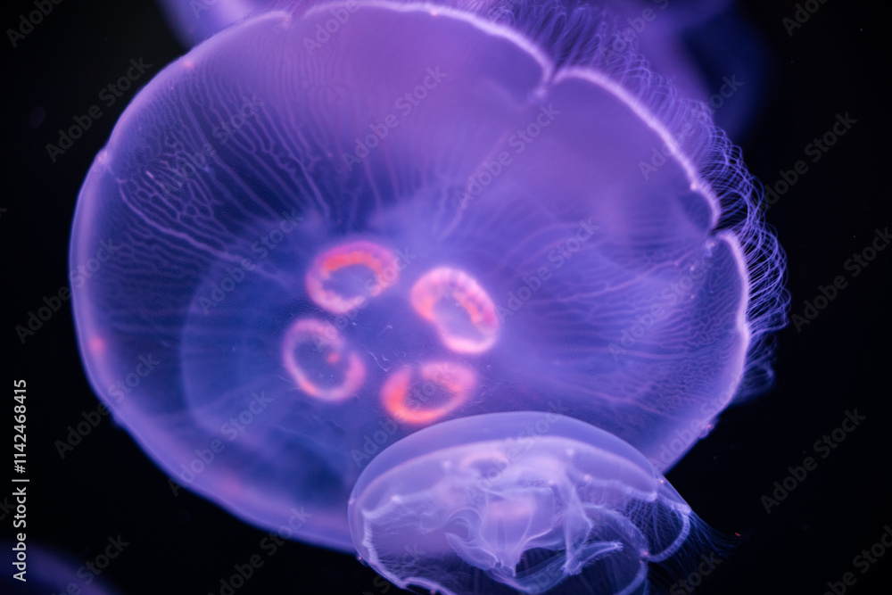 Close-Up of Luminescent Jellyfish Floating in Dark Ocean Waters Close-Up of Luminescent Jellyfish Floating in Dark Ocean Waters