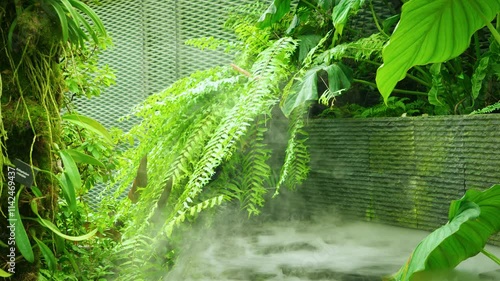 Lush tropical fern and artificial fog in greenhouse
