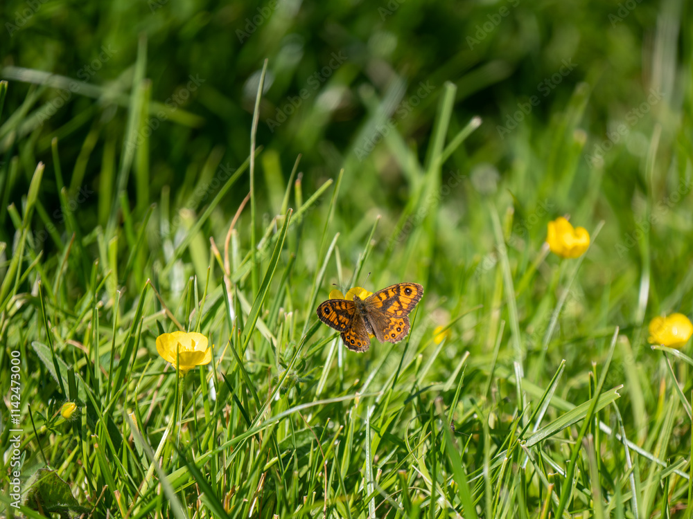 Wall Brown Butterfly Resting in a Buttercap Meadow