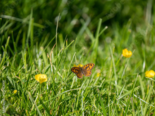 Obraz na płótnie Wall Brown Butterfly Resting in a Buttercap Meadow w salonie