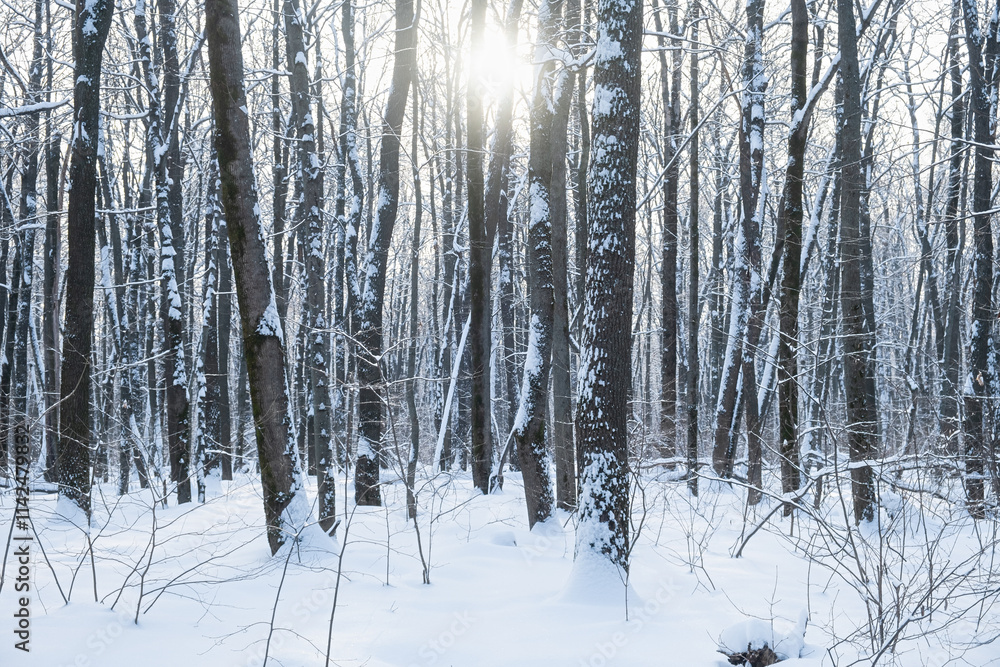 Bright sun and winter trees. A fabulous landscape. The concept of the winter solstice. Cold weather, frost, a lot of snow. Long blue shadows on the snow-covered ground. Snowdrifts among the trees Bright sun and winter trees. A fabulous landscape. The concept of the winter solstice. Cold weather, frost, a lot of snow. Long blue shadows on the snow-covered ground. Snowdrifts among the trees