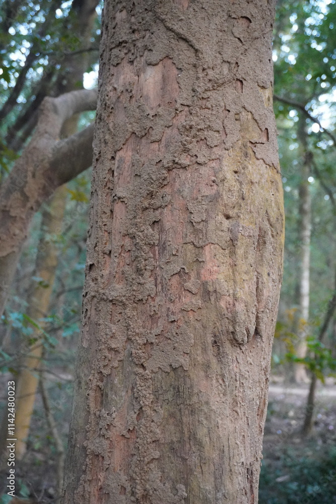 Termite converted the tree bark into soil Termite converted the tree bark into soil