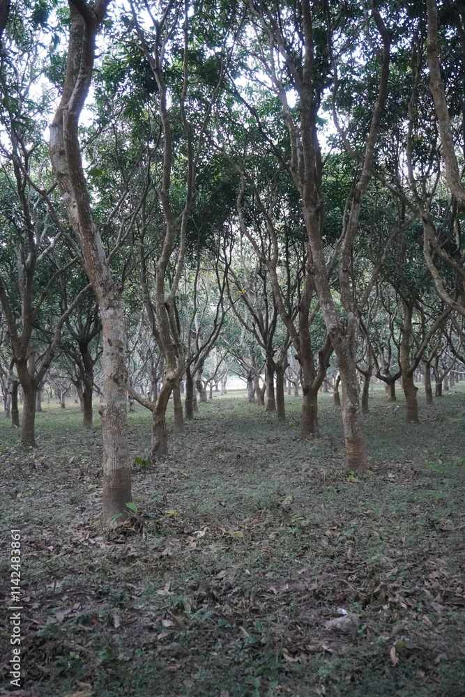 Mango trees have been planted in rows Mango trees have been planted in rows