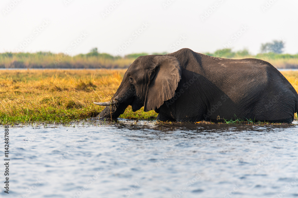 African elephants at Chobe River in Botswana, Africa African elephants at Chobe River in Botswana, Africa