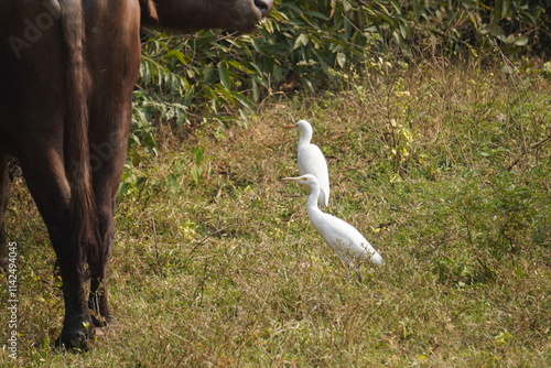 egret or bagula and buffalo . Egrets are a type of heron, which are long-legged, long-necked birds that live in freshwater and coastal areas and roaming with buffalo photo