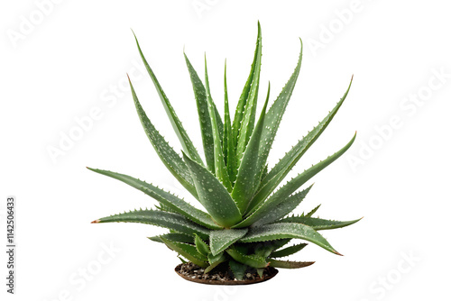 Close-Up of Aloe Vera Plant with Water Droplets on Fleshy Green Leaves photo