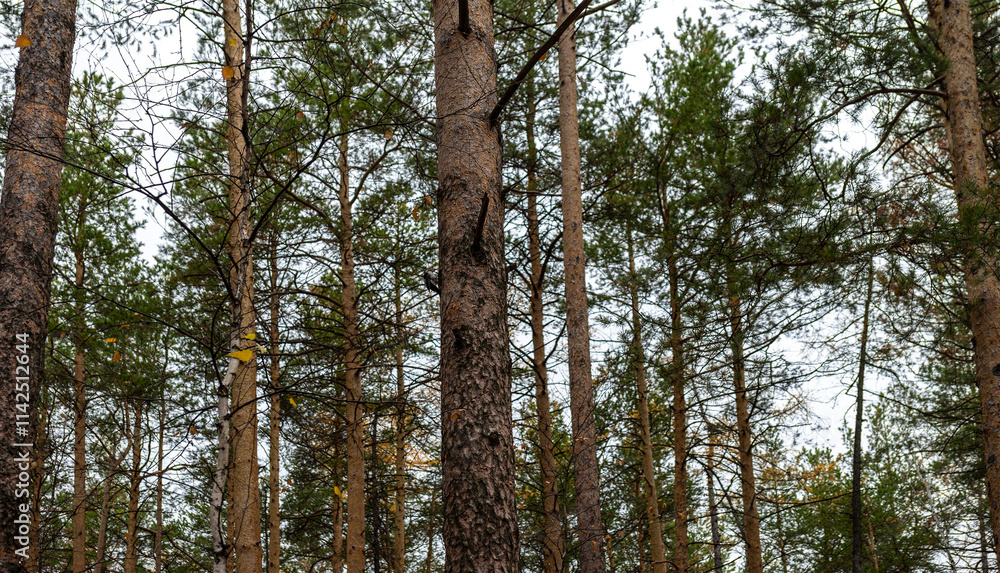 Fototapeta premium Woodpecker sits on pine tree in center of image. Coniferous forest in autumn. Walks in the forest. Birdwatching