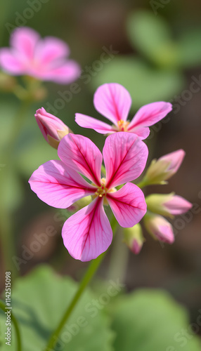 Little pink flower geranium robertianum soft focus, sticker style. isolated with white highlights