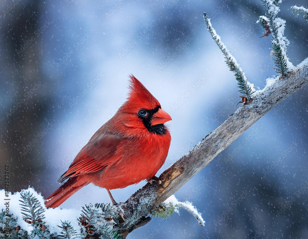 cardinal in winter cardinal in winter