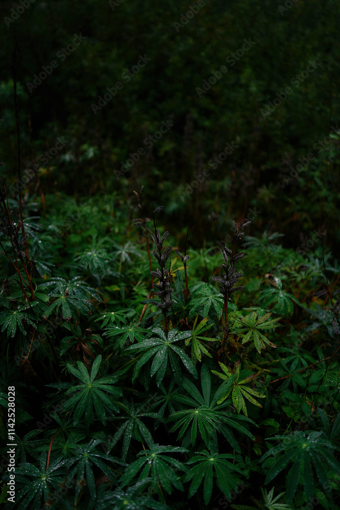 close-up of lupin flovers on a rainy day in Norway close-up of lupin flovers on a rainy day in Norway