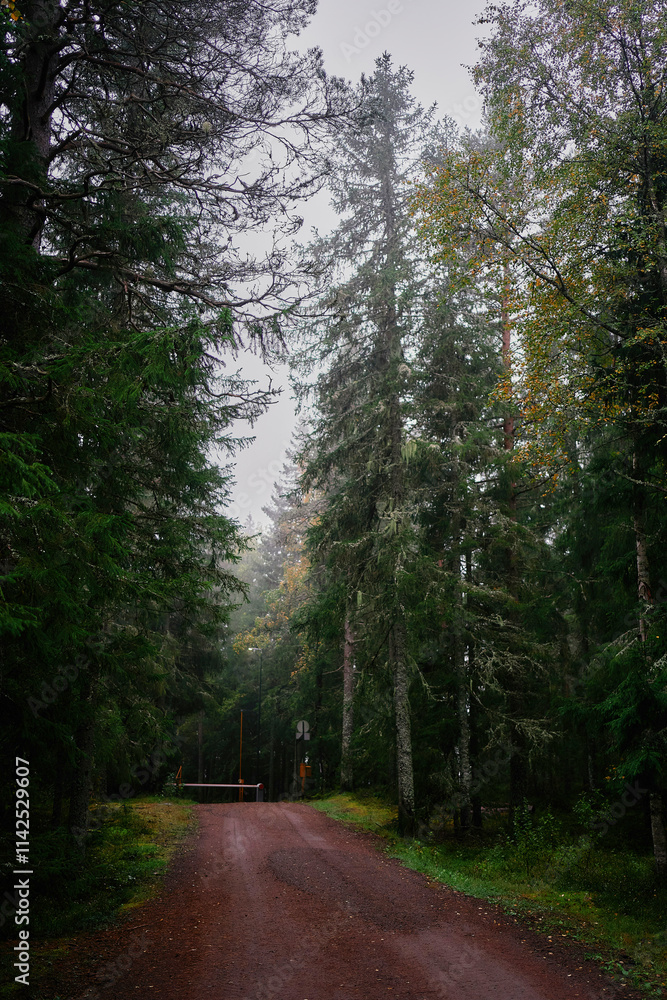 Fototapeta premium magical fairy tail dark forest in rainy day Norway