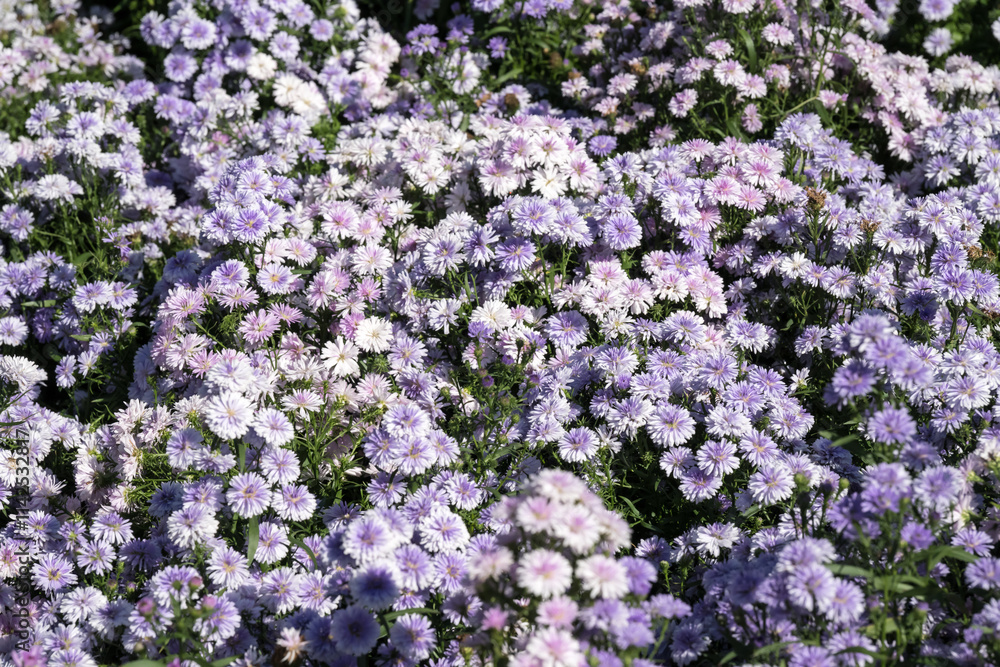 Beautiful Tartarian aster (Aster tataricus) flowers. Beautiful Tartarian aster (Aster tataricus) flowers.