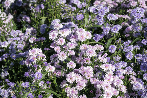 Beautiful Tartarian aster (Aster tataricus) flowers. photo