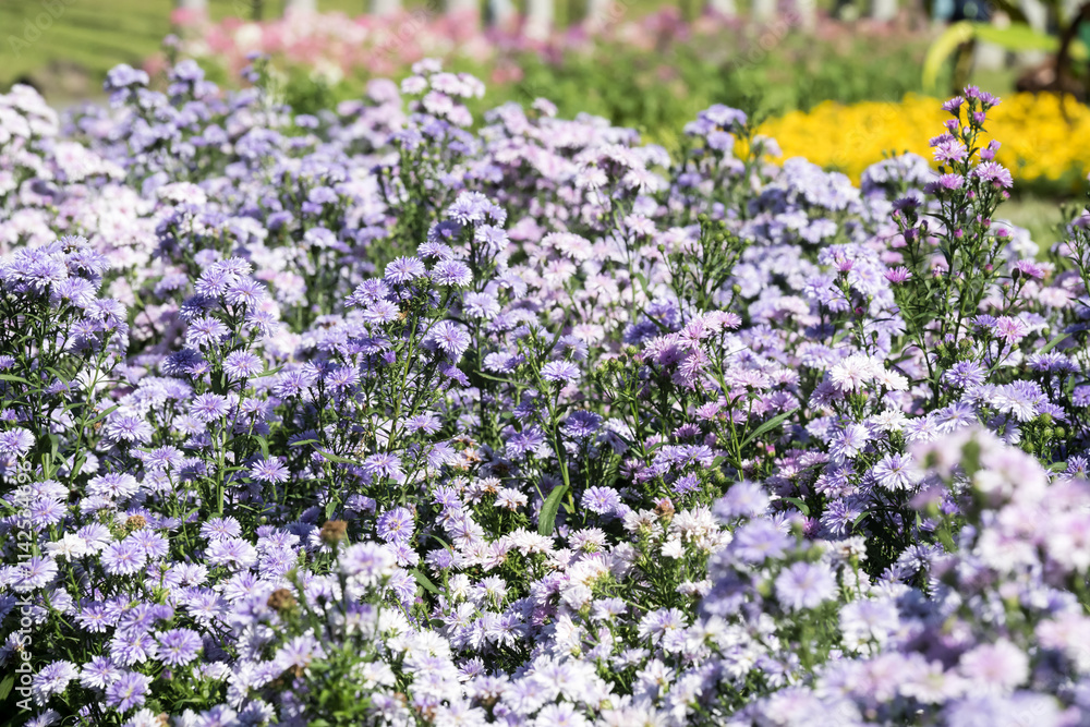 Beautiful Tartarian aster (Aster tataricus) flowers. Beautiful Tartarian aster (Aster tataricus) flowers.