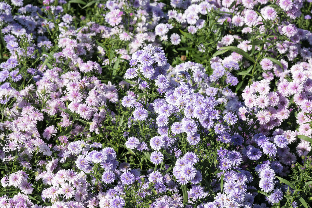 Beautiful Tartarian aster (Aster tataricus) flowers. Beautiful Tartarian aster (Aster tataricus) flowers.