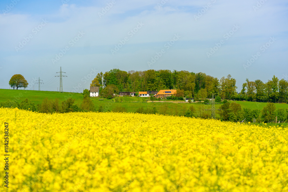 Rape field in spring with a church in the background, Germany