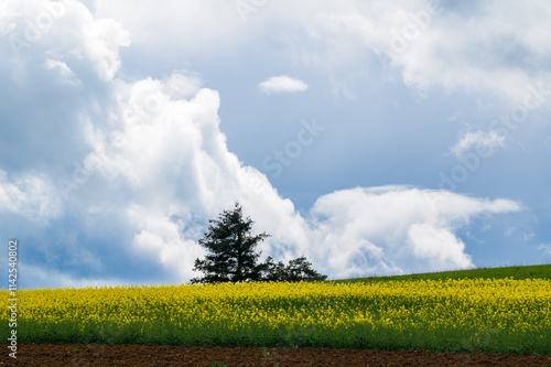 Un arbre type sapin dépassant au dessus d'un champ de colza, de gros nuages dans le ciel