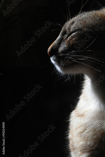 Konstfotografi meditacion un gato respirando e iluminado
