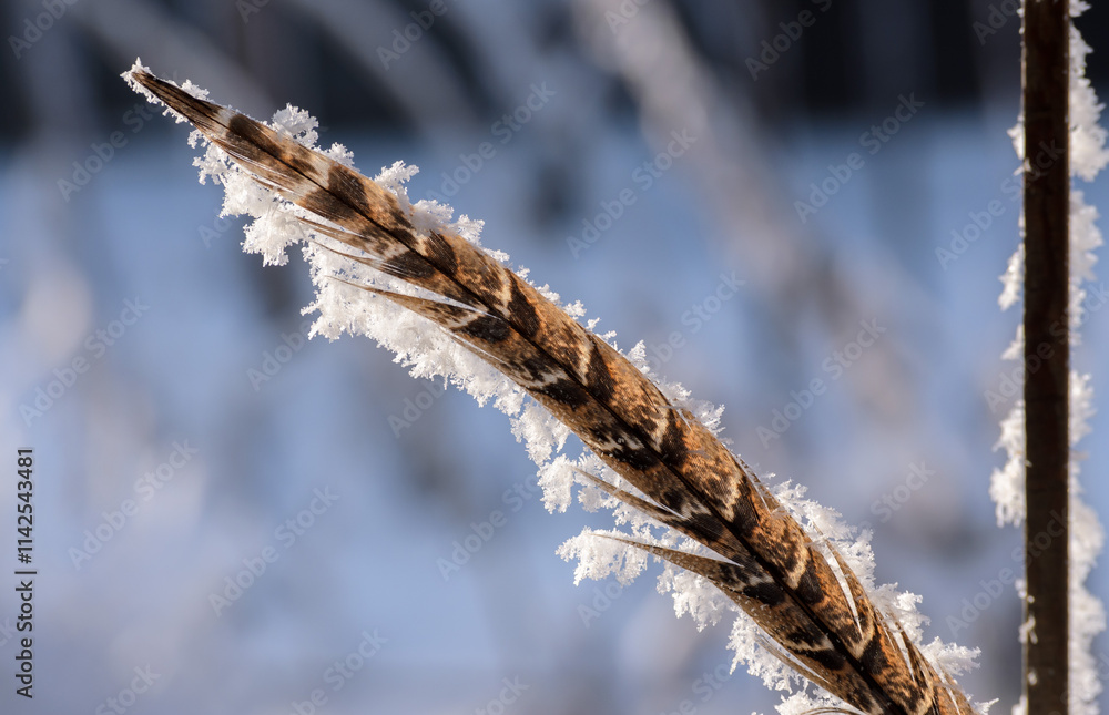 Naklejka premium brown pheasant feather covered with white frost in sunlight on a blurred background