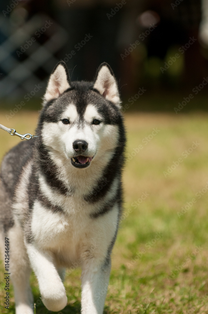 Siberian Husky looking excited as they walk towards the camera Siberian Husky looking excited as they walk towards the camera