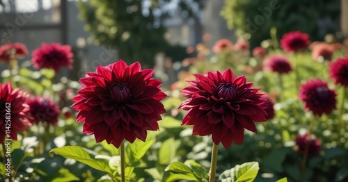 Rich wine colored dahlia contrasting with soft focus garden shadows, exquisite, depth of field, contrasting, mysterious, focus photo