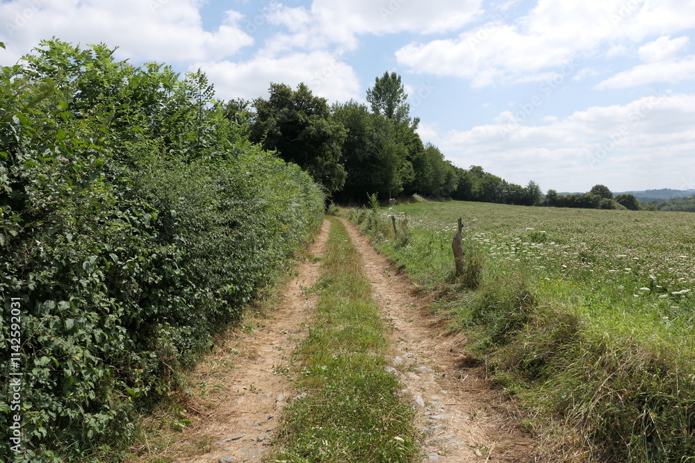 An open road winds through lush green fields and trees, beneath a vibrant blue rural sky. An open road winds through lush green fields and trees, beneath a vibrant blue rural sky.