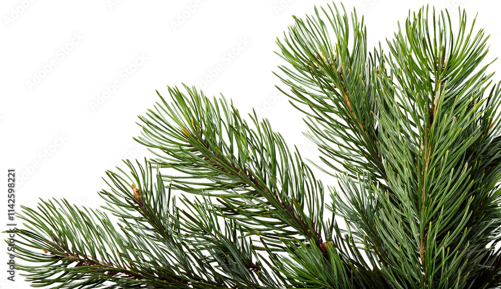 Lush Green Pine Branch Christmas Tree Needles Holiday Decor Nature Close up Lush Green Pine Branch Christmas Tree Needles Holiday Decor Nature Close up