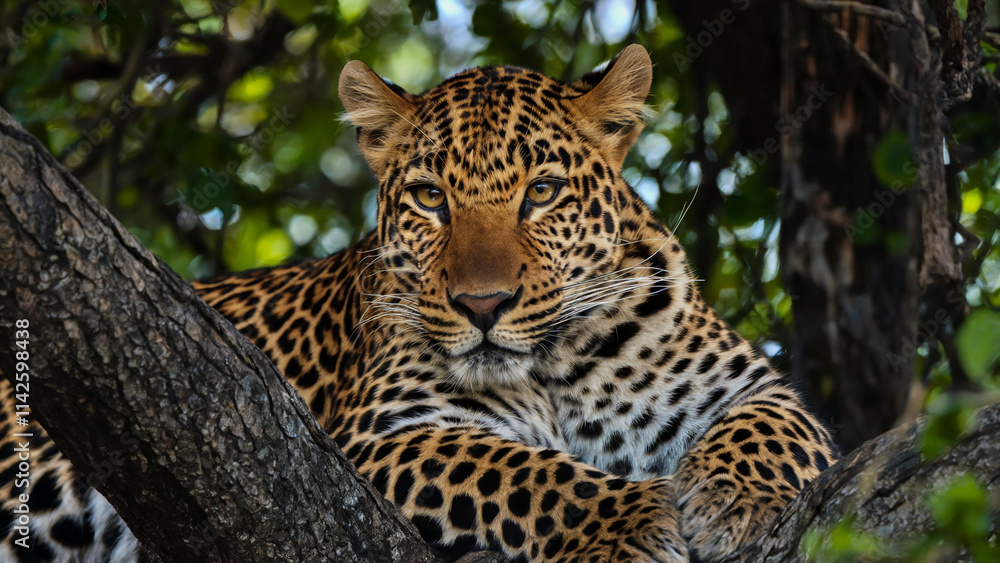 A detailed view of a leopard lounging on a tree branch in a lush forest, its patterned coat camouflaged among the dappled canopy shadows. A detailed view of a leopard lounging on a tree branch in a lush forest, its patterned coat camouflaged among the dappled canopy shadows.