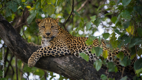 A close-up of a leopard resting on a tree branch in a dense forest, its spotted fur blending with the shadows of the canopy above.