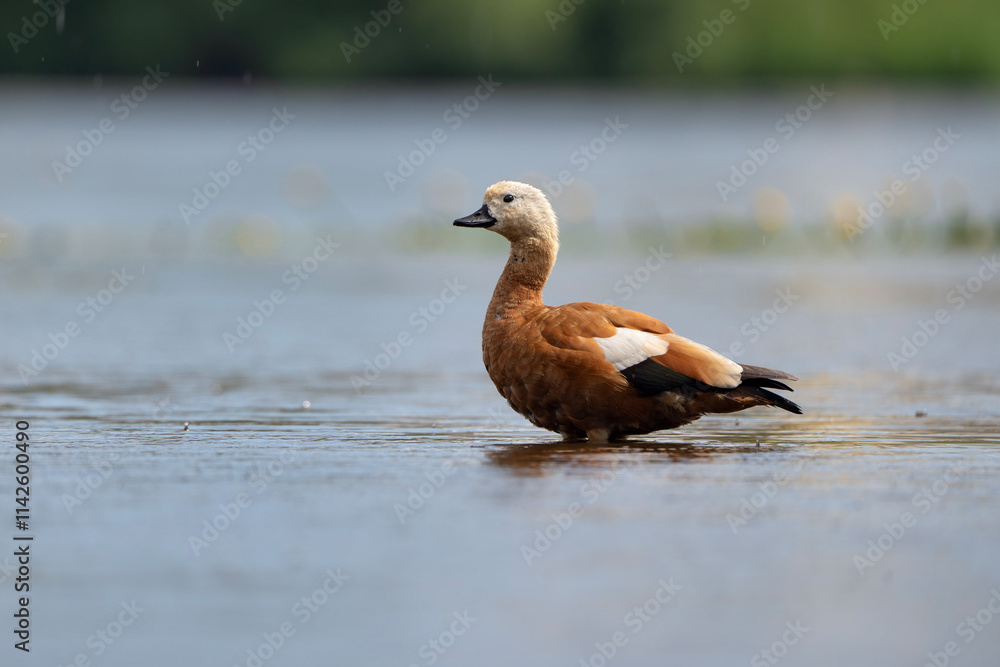 Ruddy Shelduck standing in the water, Tadorna ferruginea Ruddy Shelduck standing in the water, Tadorna ferruginea