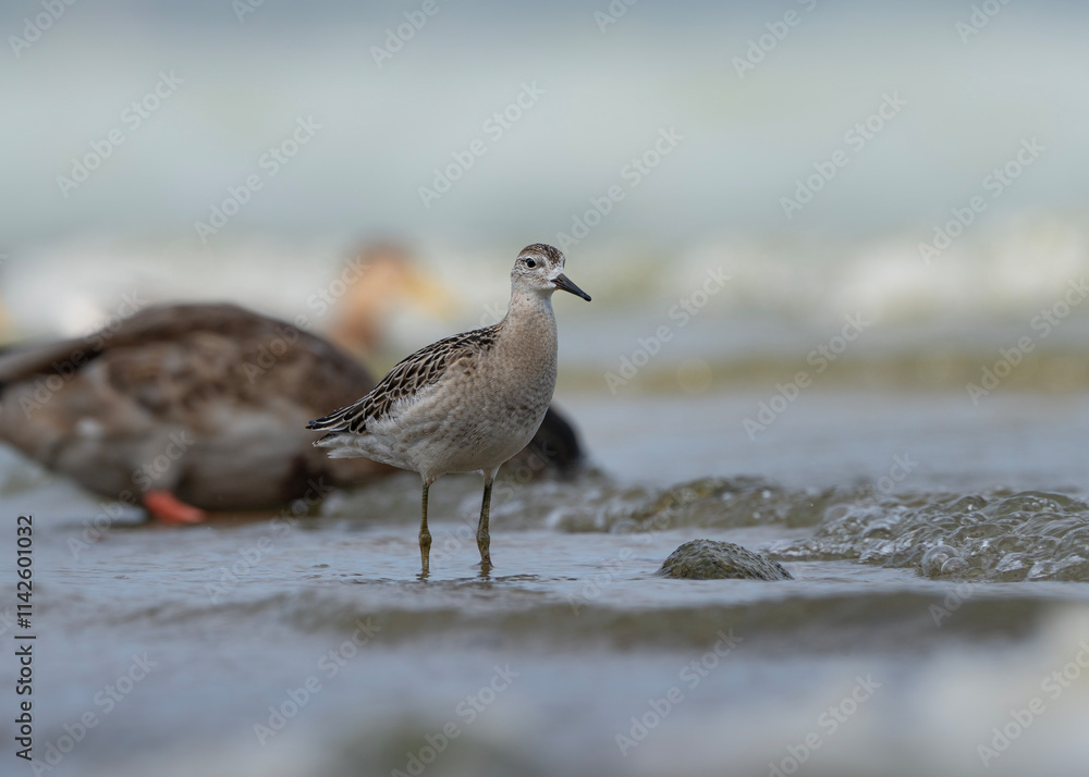 Ruff standing in the water, Calidris pugnax Ruff standing in the water, Calidris pugnax