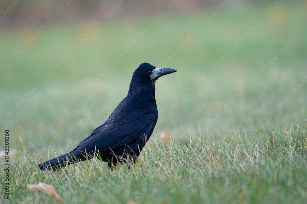 Rook standing in the grass, Corvus frugilegus Rook standing in the grass, Corvus frugilegus