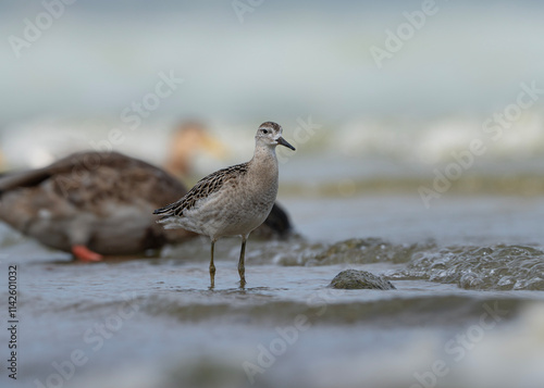 Ruff standing in the water, Calidris pugnax