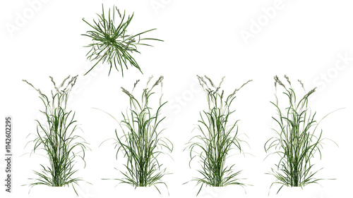 Wallpaper Mural field grass isolated on transparant background. 3d illustration Torontodigital.ca