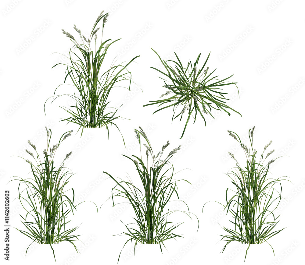 Fototapeta premium field grass isolated on transparant background. 3d illustration