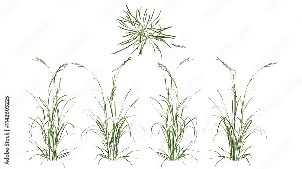 Obraz premium field grass isolated on transparant background. 3d illustration