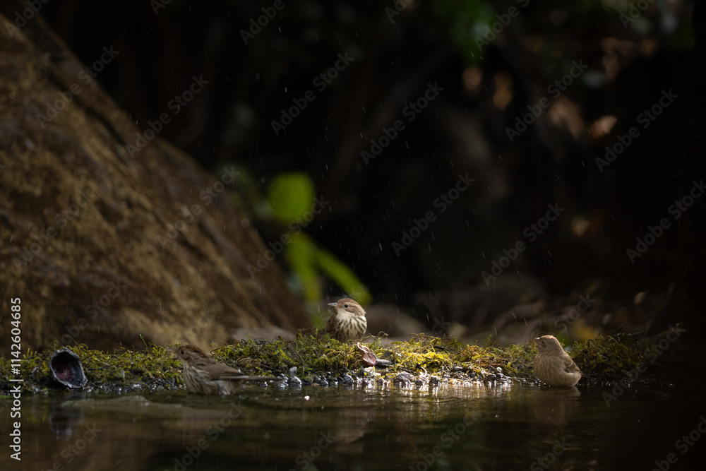A puff throated babbler near pong waiting for a bath in the jungle of tahmini ghat in Maharastra in India A puff throated babbler near pong waiting for a bath in the jungle of tahmini ghat in Maharastra in India
