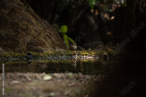 A puff throated babbler near pong waiting for a bath in the jungle of tahmini ghat in Maharastra in India photo