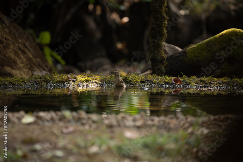 A Common rose finch near a pond in a jungle ready to take bath