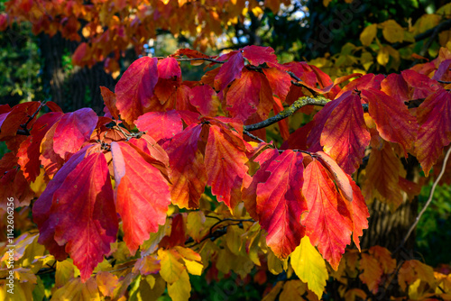 Parrotia persica - a branch of a tree in autumn with beautiful red-yellow leaves on a background of a blue sky