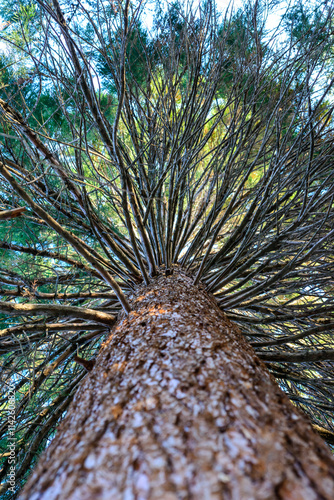 Bottom-up view along the trunk of a coniferous tree on the crown with branches photo