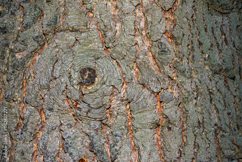 Overgrown cut of a branch on the trunk of an old tree, texture of tree bark