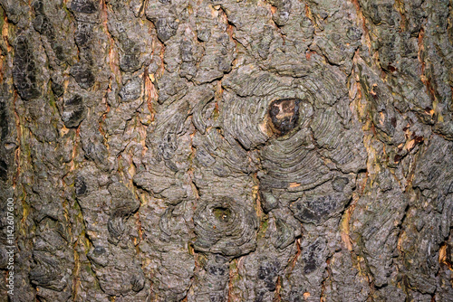 Overgrown cut of a branch on the trunk of an old tree, texture of tree bark