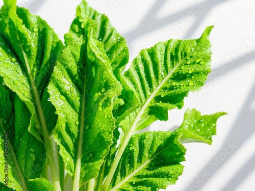 Fresh green sorrel leaves with water droplets photo