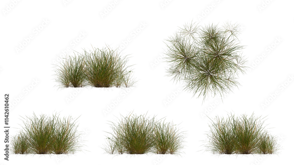 marram grass isolated on transparant background. 3d illustration marram grass isolated on transparant background. 3d illustration