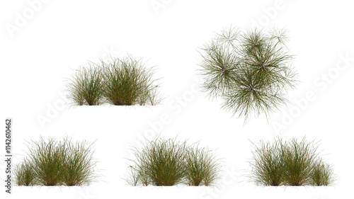 marram grass isolated on transparant background. 3d illustration